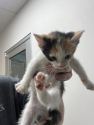 Shelter Stray Female Cat last seen Near DATA DR, Rancho Cordova, CA, 6201 Florin Perkins Rd, Sacramento, CA 95828, USA