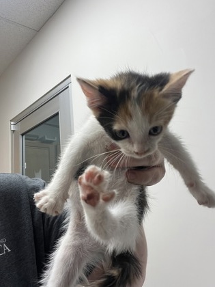 Shelter Stray Female Cat last seen Near DATA DR, Rancho Cordova, CA, 6201 Florin Perkins Rd, Sacramento, CA 95828, USA