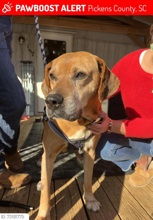 Lost Male Dog last seen Pickens sc, Pickens County, SC 29671