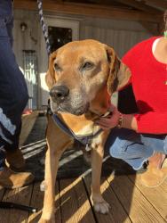 Lost Male Dog last seen Pickens sc, Pickens County, SC 29671