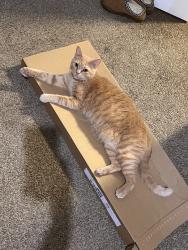 Reunited Male Cat last seen Near Lincolnia Rd, Alexandria, VA 22312, USA, Alexandria, VA 22312