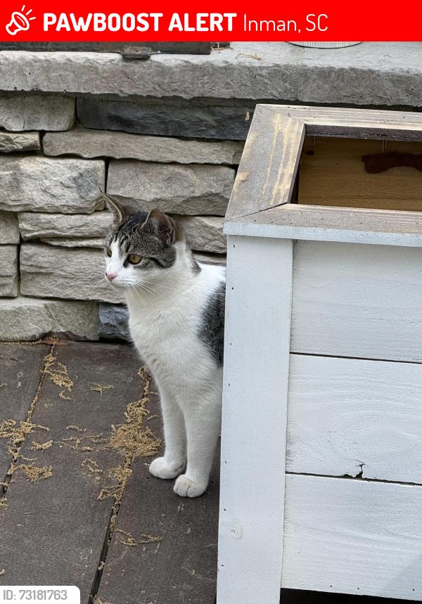 Lost Female Cat last seen Littlefield Street and Canady Street. Inman, SC, Inman, SC 29349