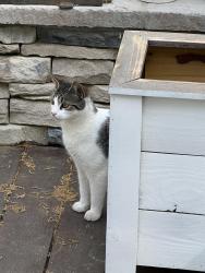 Lost Female Cat last seen Littlefield Street and Canady Street. Inman, SC, Inman, SC 29349