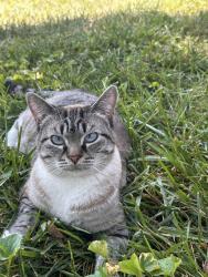Lost Female Cat last seen Heman park, Vernon side, University City, MO 63130