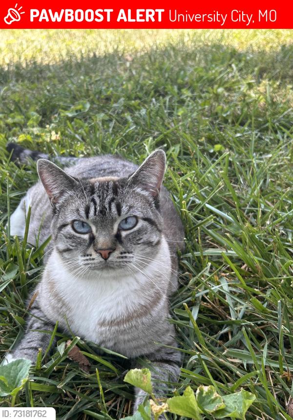 Lost Female Cat last seen Heman park, Vernon side, University City, MO 63130