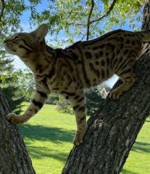 Lost Female Cat last seen Forest next to Café Union, Montréal, QC H4N 2G7