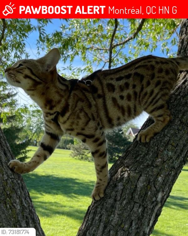 Lost Female Cat last seen Forest next to Café Union, Montréal, QC H4N 2G7