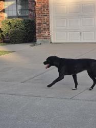 Found/Stray Unknown Dog last seen Near wild deer way, Arlington, TX 76002