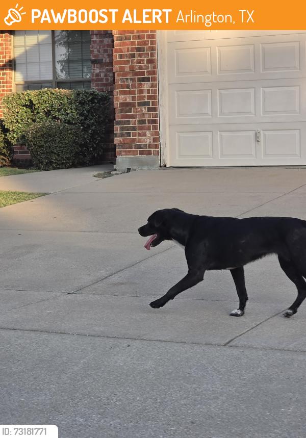 Found/Stray Unknown Dog last seen Near wild deer way, Arlington, TX 76002