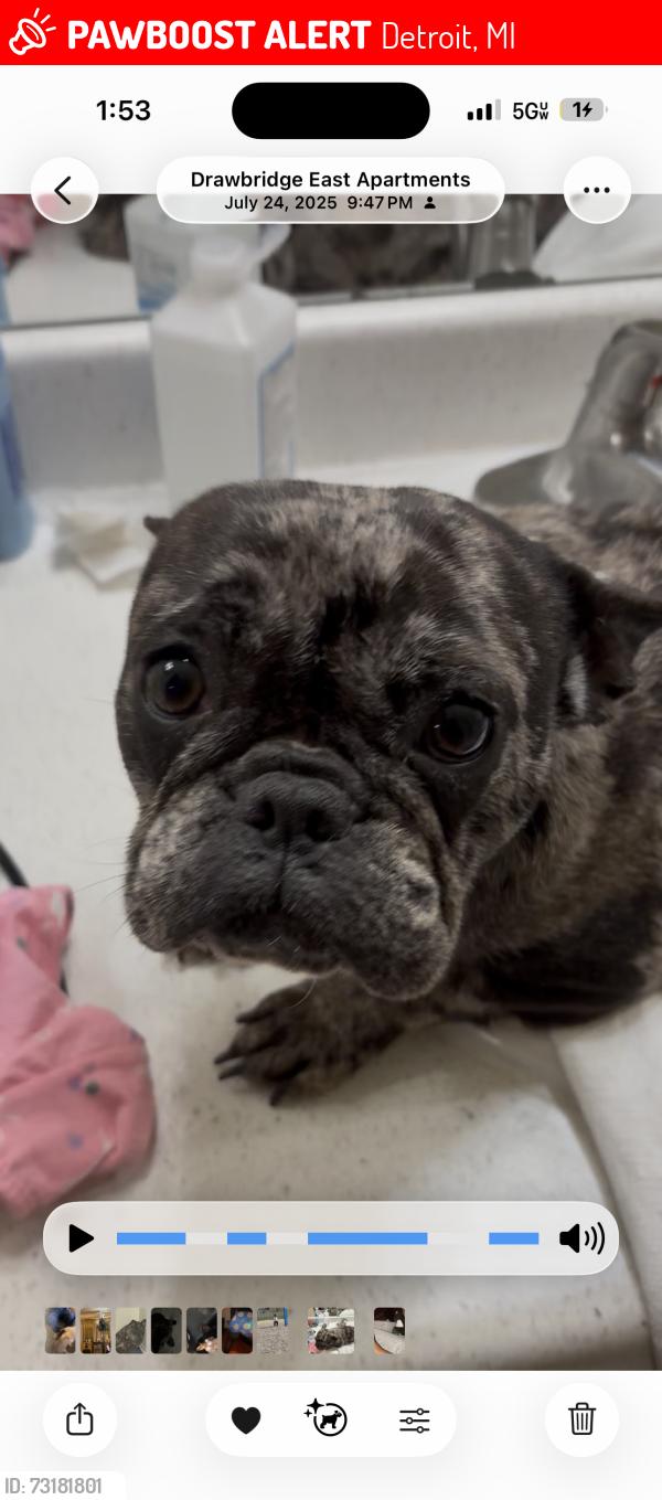 Lost Female Dog last seen 6mile and Schaefer Hwy, Detroit, MI 48235