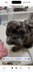Lost Female Dog last seen 6mile and Schaefer Hwy, Detroit, MI 48235