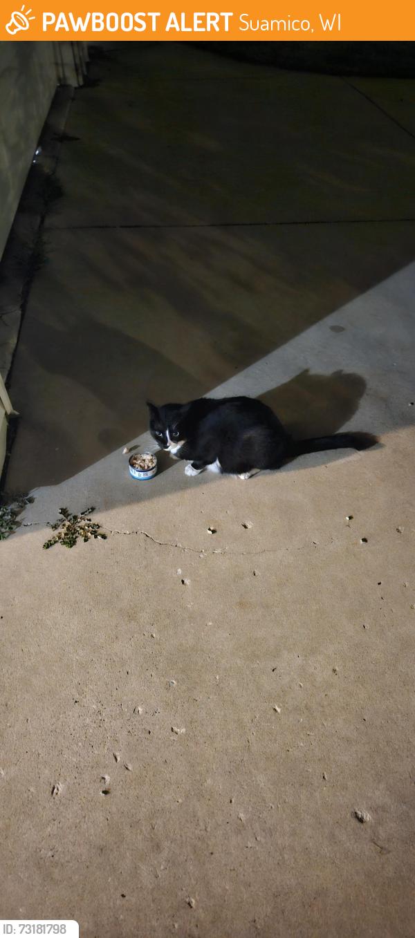Found/Stray Unknown Cat last seen Bay harbor elementary school, Suamico, WI 54173