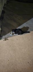 Found/Stray Unknown Cat last seen Bay harbor elementary school, Suamico, WI 54173