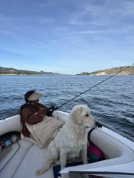 Reunited Female Dog last seen Turnpike Zink, Santa Barbara, CA 93111