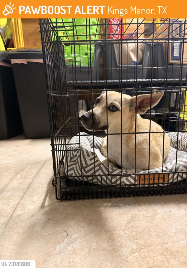 Found/Stray Female Dog last seen Iron Squire, Kings Manor, TX 77339