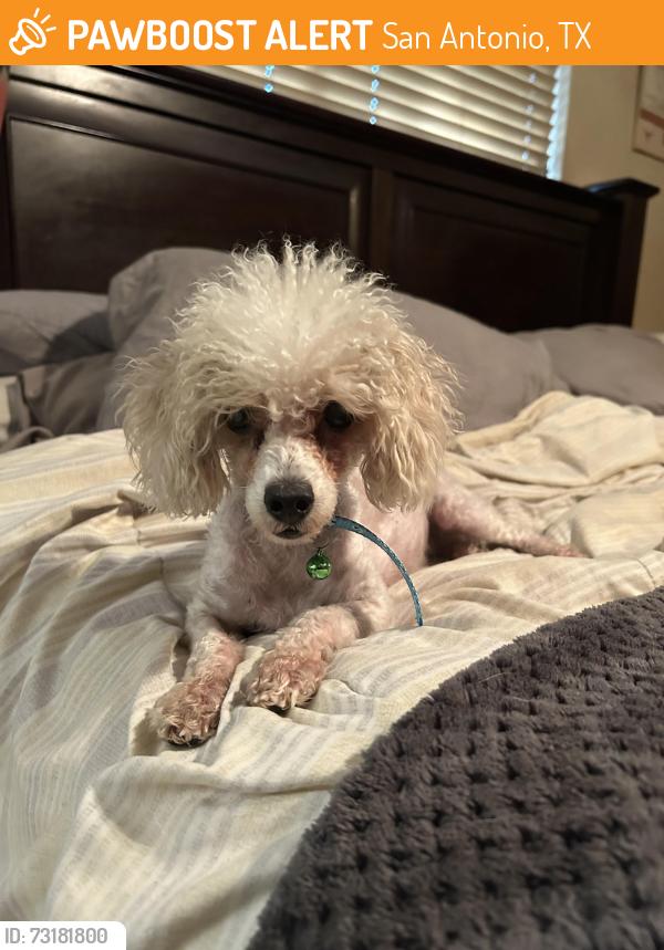 Found/Stray Female Dog last seen De Zavala & I-10, San Antonio, TX 78250