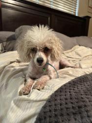 Found/Stray Female Dog last seen De Zavala & I-10, San Antonio, TX 78250