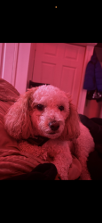 Reunited Male Dog last seen Windermere Ave & Berkley Ave Lansdowne l, Pa, Lansdowne, PA 19050