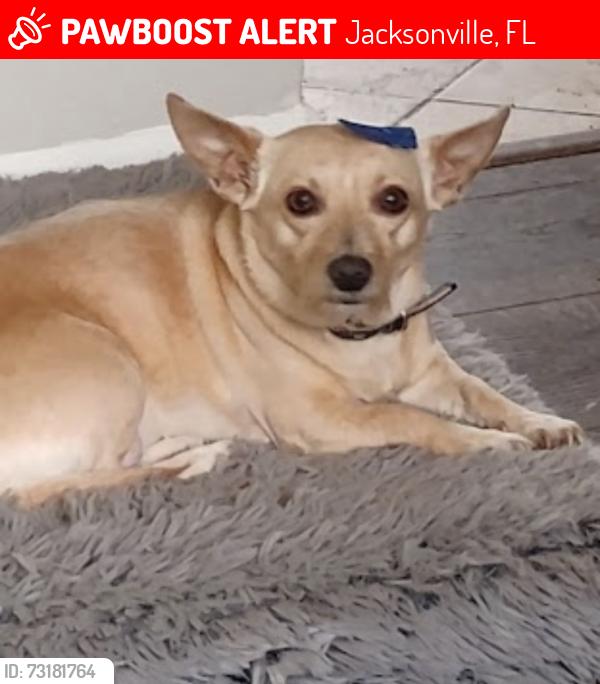 Lost Female Dog last seen Maxville st road 217, Jacksonville, FL 32234