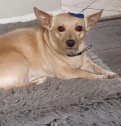 Lost Female Dog last seen Maxville st road 217, Jacksonville, FL 32234