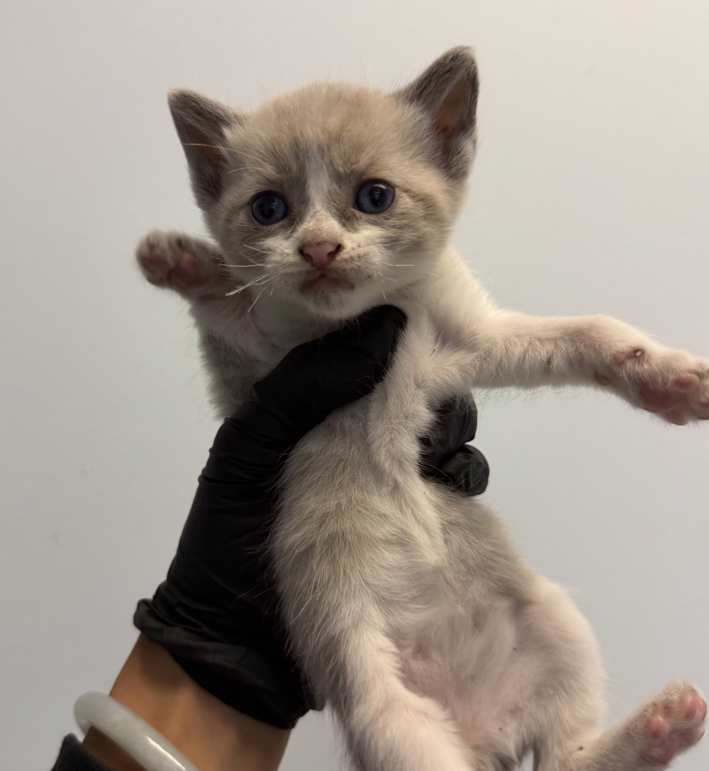 Shelter Stray Female Cat last seen Near Palm Avenue, San Diego, CA, 92154, 5500 Gaines St, San Diego, CA 92110, USA