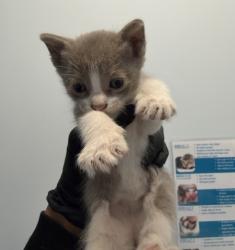 Shelter Stray Female Cat last seen Near Palm Avenue, San Diego, CA, 92154, 5500 Gaines St, San Diego, CA 92110, USA