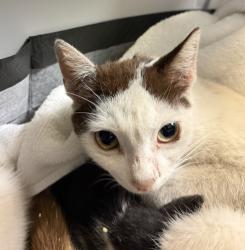 Shelter Stray Female Cat last seen Near Palm Avenue, San Diego, CA, 92154, 5500 Gaines St, San Diego, CA 92110, USA