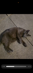 Lost Female Cat last seen pine valley middle school, San Ramon, CA 94583