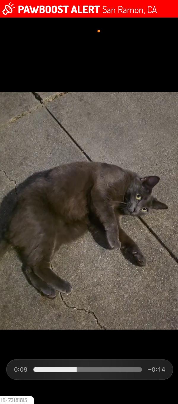 Lost Female Cat last seen pine valley middle school, San Ramon, CA 94583