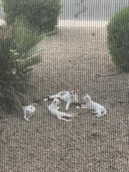Found/Stray Female Cat last seen Chandler az, Chandler, AZ 85224