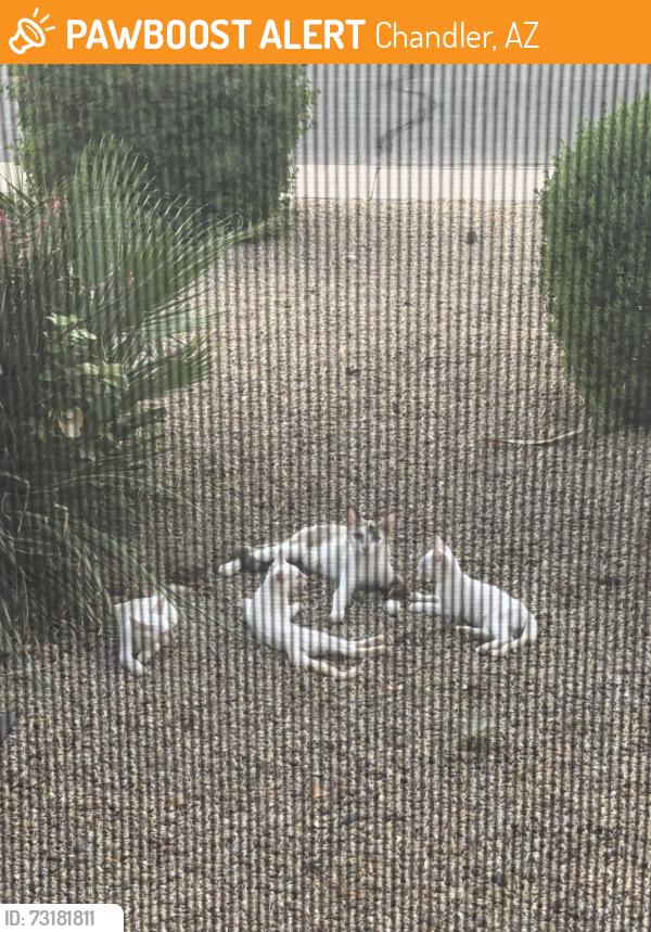 Found/Stray Female Cat last seen Chandler az, Chandler, AZ 85224