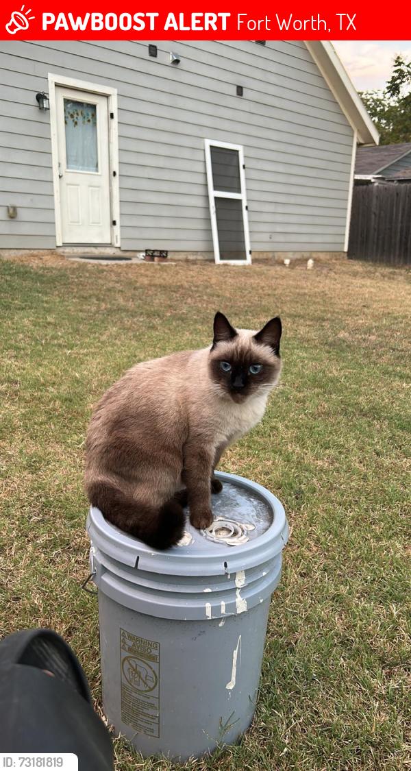 Lost Female Cat last seen Shiloh dr fort worth texas, Fort Worth, TX 76107