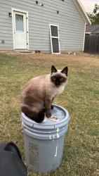 Lost Female Cat last seen Shiloh dr fort worth texas, Fort Worth, TX 76107