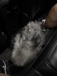 Found/Stray Male Dog last seen Near August way, Hinesville, GA 31313