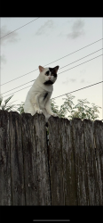 Lost Male Cat last seen johnson street hollywood, Hollywood, FL 33024