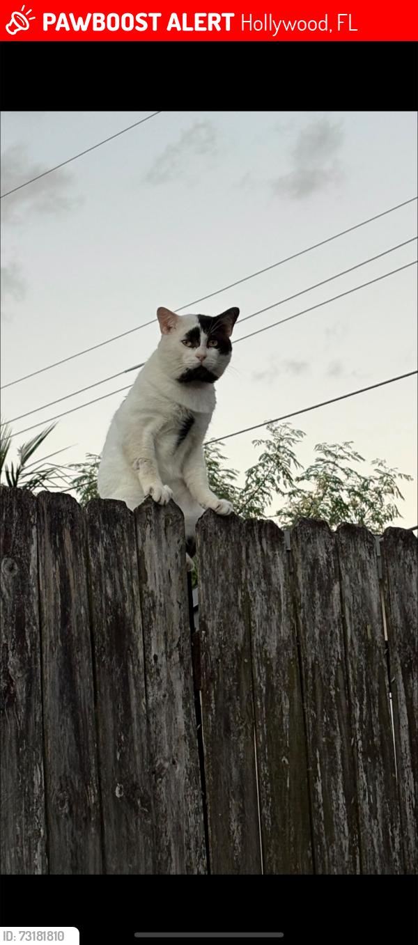 Lost Male Cat last seen johnson street hollywood, Hollywood, FL 33024
