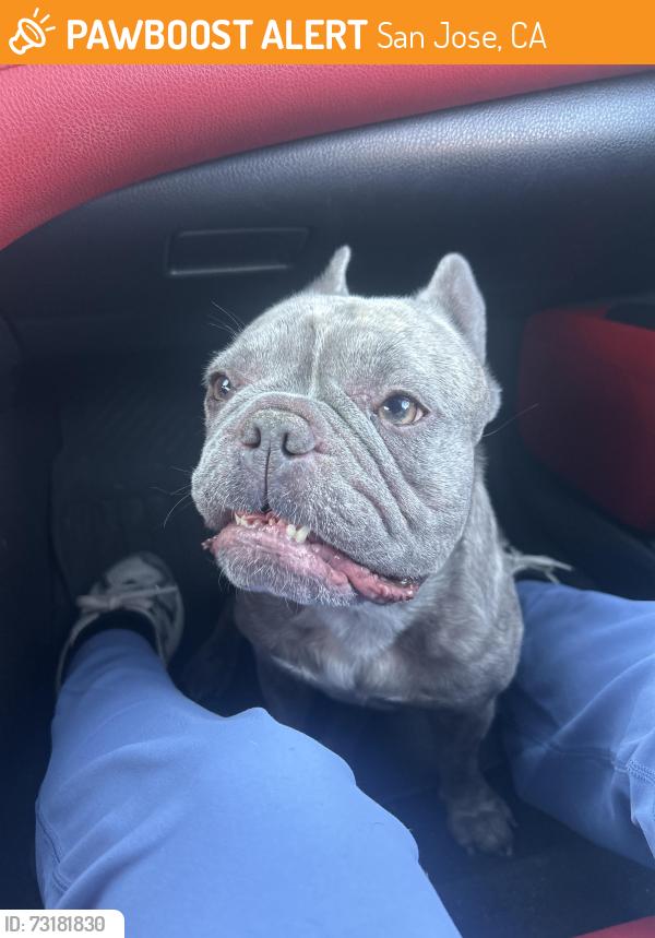 Found/Stray Unknown Dog last seen lean ave, San Jose, CA 95123