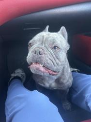 Found/Stray Unknown Dog last seen lean ave, San Jose, CA 95123
