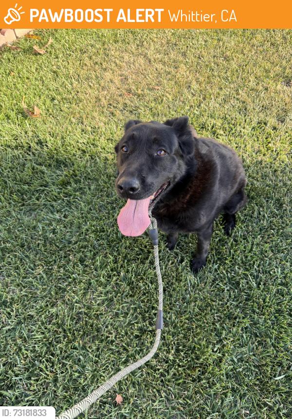 Found/Stray Female Dog last seen Near Bentongrove Dr Whittier, CA 90604 United States, Whittier, CA 90604