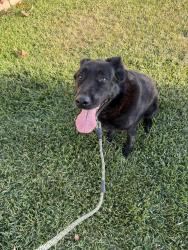 Found/Stray Female Dog last seen Near Bentongrove Dr Whittier, CA 90604 United States, Whittier, CA 90604