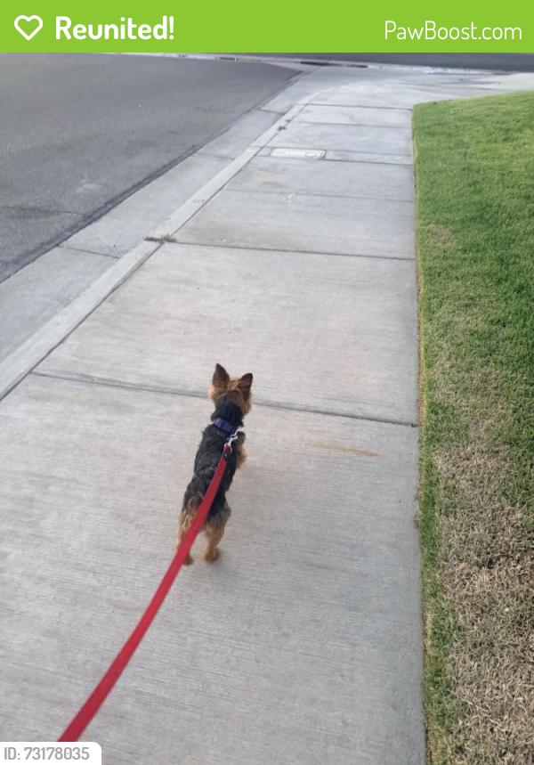 Reunited Male Dog last seen Armstrong Dr, Palmdale, CA 93552, USA, Palmdale, CA 93552