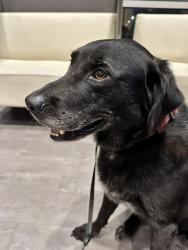 Reunited Male Dog last seen Weatherford Rd, in between Sheraton and Cody, Fayetteville, NC 28303