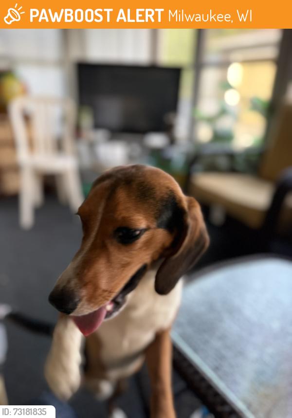 Found/Stray Male Dog last seen McDonald’s on 018th National, Milwaukee, WI 53222