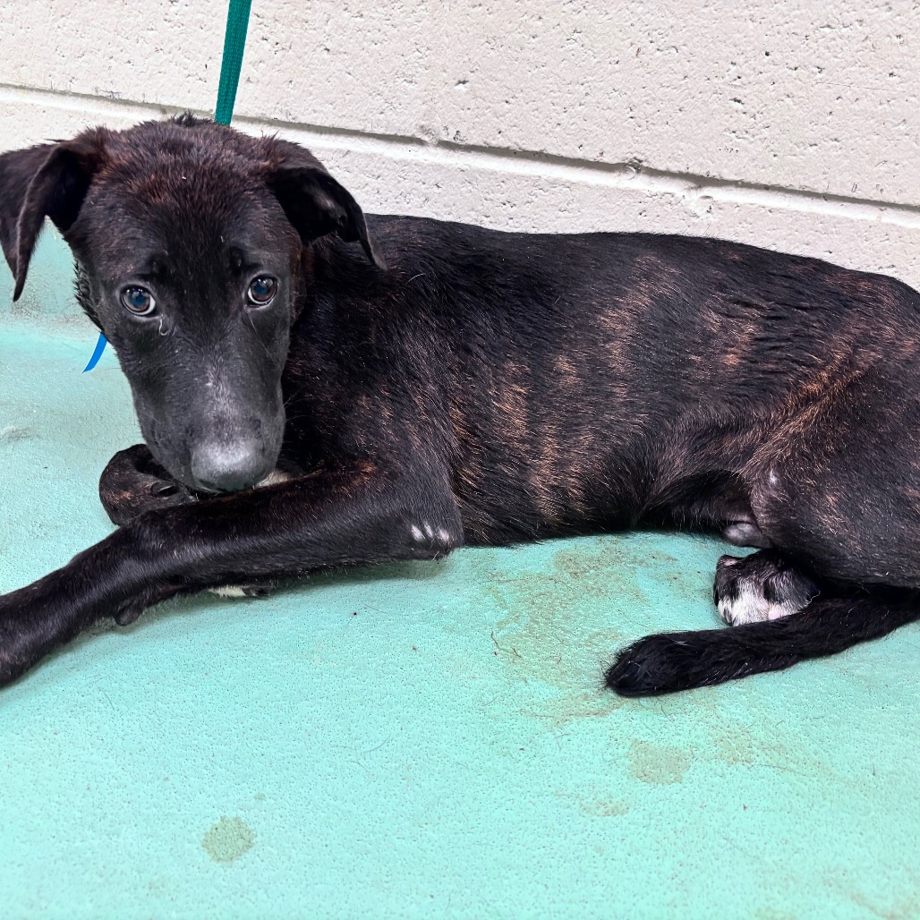 Shelter Stray Male Dog last seen , 2350 Appling City Cove, Memphis, TN 38133, USA