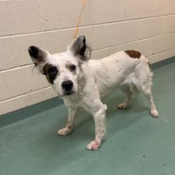 Shelter Stray Female Dog last seen , 2350 Appling City Cove, Memphis, TN 38133, USA