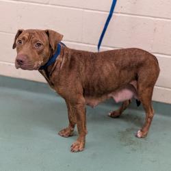 Shelter Stray Female Dog last seen , 2350 Appling City Cove, Memphis, TN 38133, USA