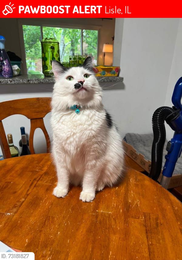 Lost Male Cat last seen Maywood Ln in The Meadows subdivision, Lisle, IL 60532