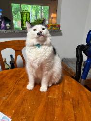 Lost Male Cat last seen Maywood Ln in The Meadows subdivision, Lisle, IL 60532