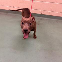 Shelter Stray Female Dog last seen , 2350 Appling City Cove, Memphis, TN 38133, USA