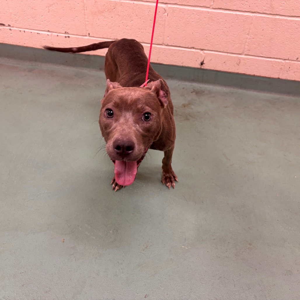 Shelter Stray Female Dog last seen , 2350 Appling City Cove, Memphis, TN 38133, USA
